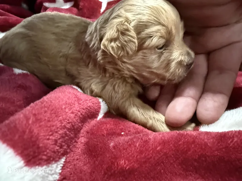 Jensen – Maltipoo puppy for sale in Brandon, FL
