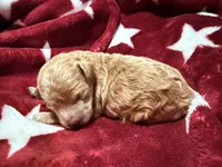 Teacup Tibby, a female Poodle - Toy  for sale in Brandon, FL – 3 of 4
