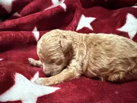 Teacup Tibby, a female Poodle - Toy  for sale in Brandon, FL – 2 of 4