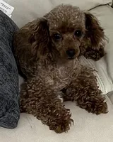 Blaze, a male Maltipoo for sale in Brandon, FL – Photo 3 of 3