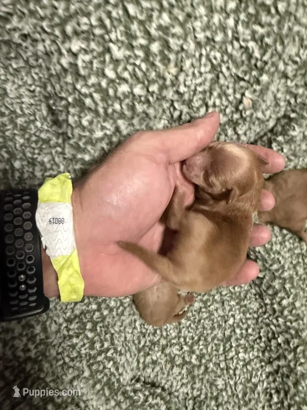 Blaze – Maltipoo puppy for sale in Brandon, FL