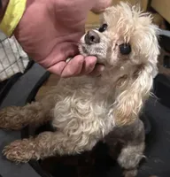 Blaze, a male Maltipoo for sale in Brandon, FL – Photo 2 of 3