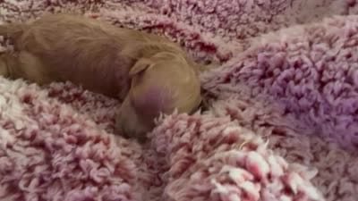 Dolly, a female Poodle - Toy  for sale in Brandon, FL – 5 of 5