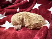 Teacup Tibby, a female Poodle - Toy  for sale in Brandon, FL – 4 of 4