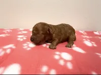 Teacup Ebony, a female Poodle - Toy  for sale in Brandon, FL – 2 of 2