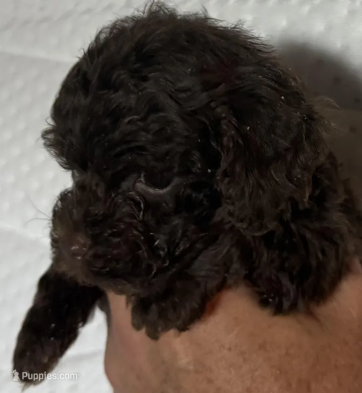 Choc teacup “coco”, a female Poodle - Toy  for sale in Brandon, FL – Photo 1 of 2