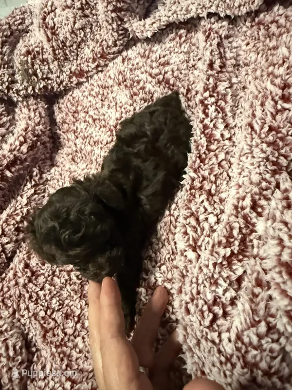 Choc teacup “coco”