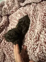 Choc teacup “coco”, a female Poodle - Toy  for sale in Brandon, FL – Photo 2 of 2