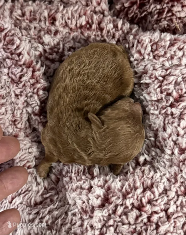 Scarlet – Poodle - Toy  puppy for sale in Brandon, FL