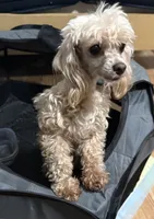 Lily, a female Maltipoo for sale in Brandon, FL – 2 of 3