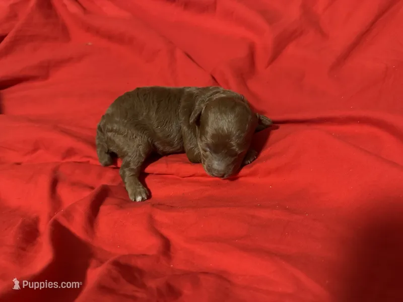 Toby – Poodle - Toy  puppy for sale in Brandon, FL