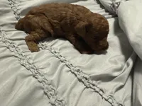 Oliver, a male Poodle - Toy  for sale in Brandon, FL – Photo 2 of 3