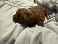 Oliver, a male Poodle - Toy  for sale in Brandon, FL – Photo 3 of 3