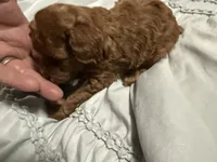 Oliver, a male Poodle - Toy  for sale in Brandon, FL – Photo 1 of 3