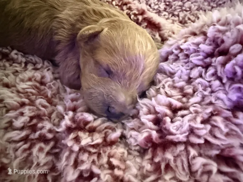 Dolly – Poodle - Toy  puppy for sale in Brandon, FL