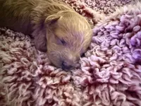 Dolly, a female Poodle - Toy  for sale in Brandon, FL – 1 of 5