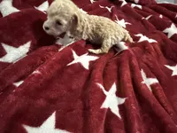 Teacup Toby, a male Poodle - Toy  for sale in Brandon, FL – 2 of 6