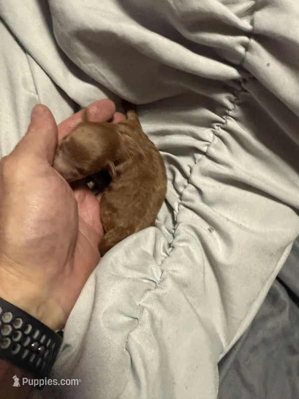 Bria tiny red female, a female Poodle - Toy  for sale in Brandon, FL – Photo 1 of 3