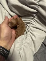 Bria tiny red female, a female Poodle - Toy  for sale in Brandon, FL – Photo 1 of 3