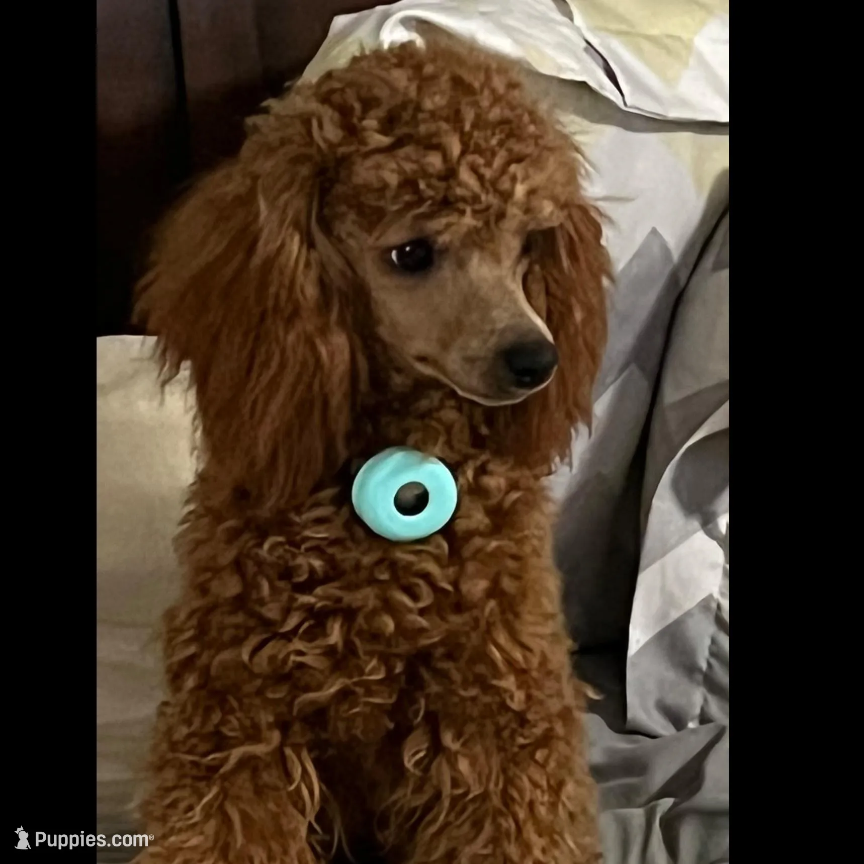 Bria tiny red female, a female Poodle - Toy  for sale in Brandon, FL – Photo 3 of 3