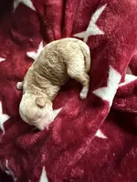 Brody, a male Poodle - Toy  for sale in Brandon, FL – Photo 2 of 2