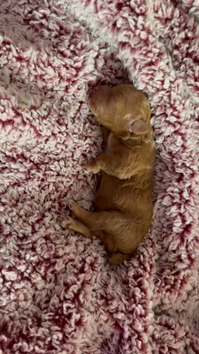 Scarlet, a female Poodle - Toy  for sale in Brandon, FL – 4 of 4