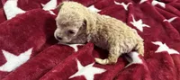 Teacup Toby, a male Poodle - Toy  for sale in Brandon, FL – 4 of 6