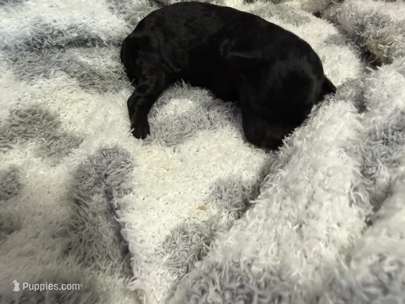 Teacup Ebony – Poodle - Toy  puppy for sale in Brandon, FL