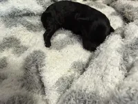 Teacup Ebony, a female Poodle - Toy  for sale in Brandon, FL – 1 of 2