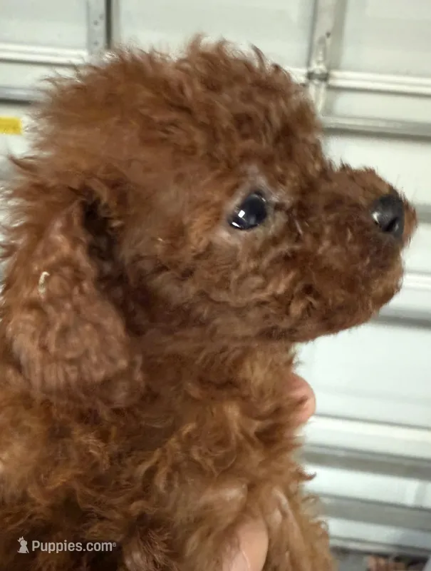13oz akc teacup male dark red – Poodle - Toy  puppy for sale in Brandon, FL