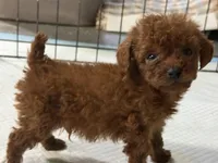 13oz akc teacup male dark red, a male Poodle - Toy  for sale in Brandon, FL – Photo 2 of 2