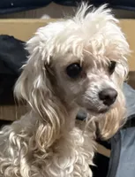 Lily, a female Maltipoo for sale in Brandon, FL – 1 of 3