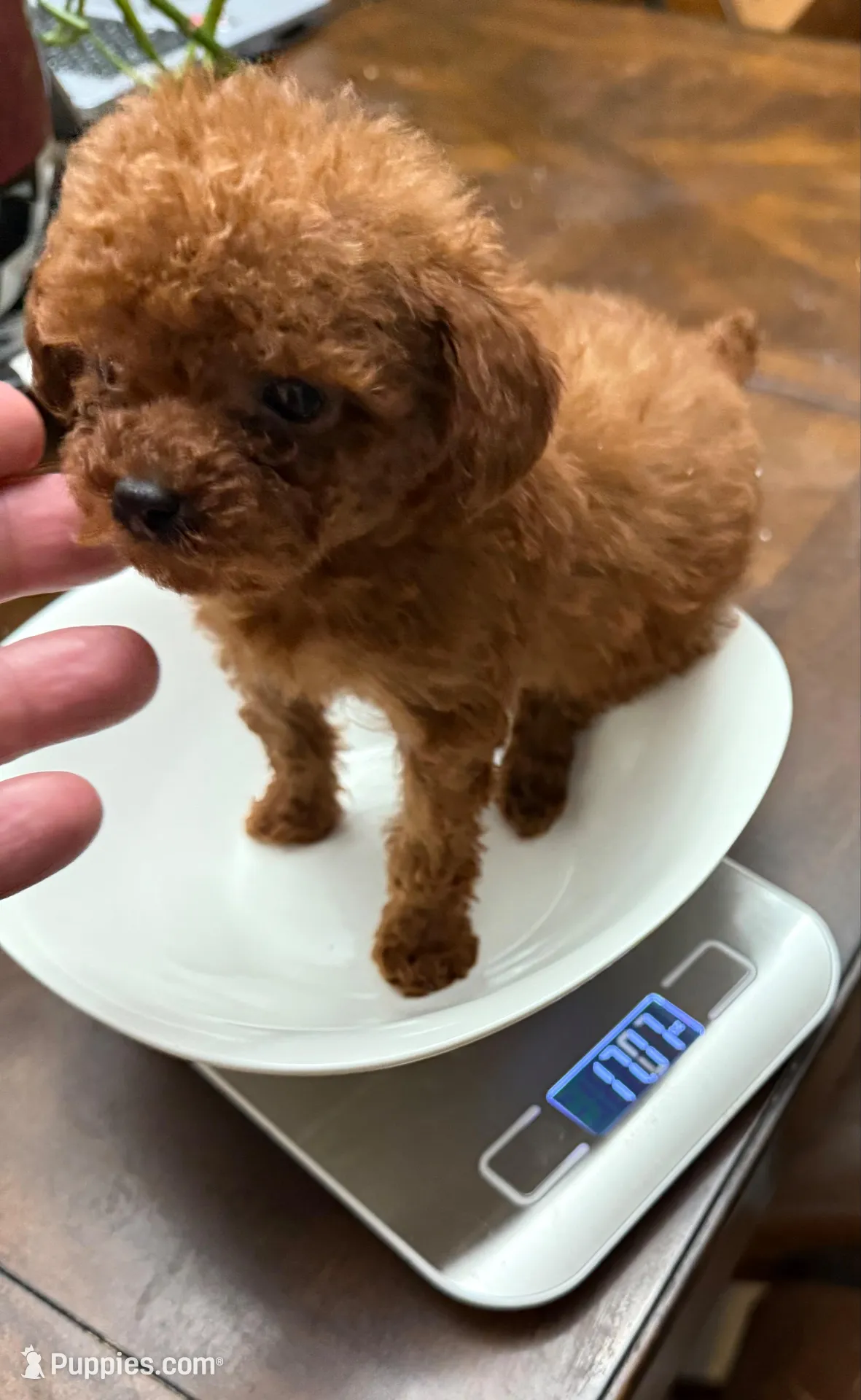 17oz akc teacup male dark red – Poodle - Toy  puppy for sale in Brandon, FL