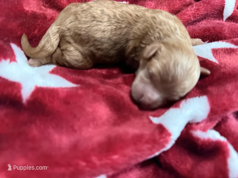 Gigi , a female Poodle - Toy  for sale in Brandon, FL – Photo 1 of 2