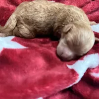 Gigi , a female Poodle - Toy  for sale in Brandon, FL – Photo 1 of 2