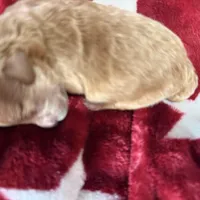 Gigi , a female Poodle - Toy  for sale in Brandon, FL – Photo 2 of 2