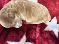 Gigi , a female Poodle - Toy  for sale in Brandon, FL – Photo 2 of 2