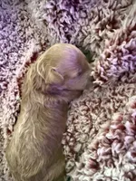 Dolly, a female Poodle - Toy  for sale in Brandon, FL – 2 of 5