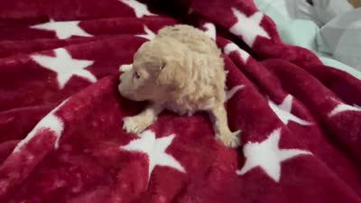 Teacup Toby, a male Poodle - Toy  for sale in Brandon, FL – 6 of 6