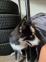 Shelo, a male Pomeranian for sale in Carbondale, CO – 3 of 6