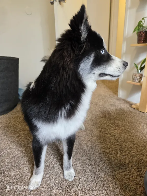 Shelo – Pomeranian puppy for sale in Carbondale, CO