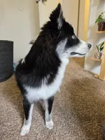 Shelo, a male Pomeranian for sale in Carbondale, CO – 1 of 6