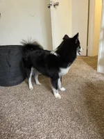 Shelo, a male Pomeranian for sale in Carbondale, CO – 6 of 6