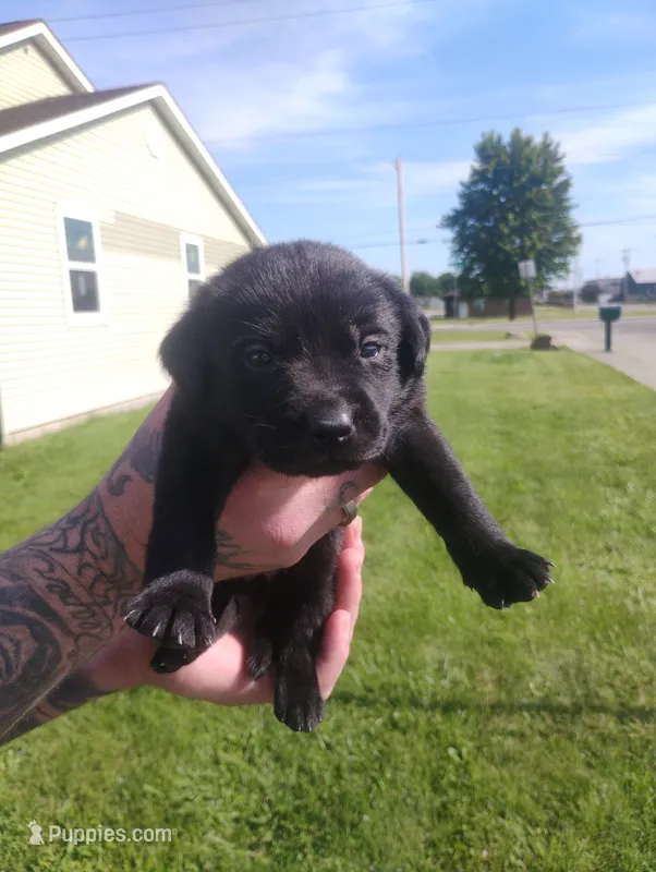Black – Labrador Retriever puppy for sale in Decatur, IN