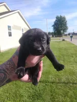 Black, a female Labrador Retriever for sale in Decatur, IN – 1 of 1