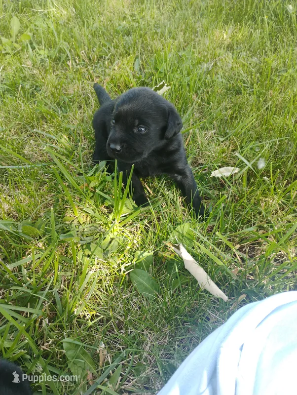Scar - Male – Labrador Retriever puppy for sale in Decatur, IN