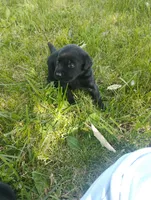 Scar - Male, a male Labrador Retriever for sale in Decatur, IN – 1 of 1