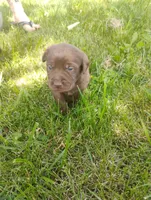 Simba- male, a male Labrador Retriever for sale in Decatur, IN – 1 of 1