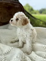 Mila, a female Cavapoo for sale in Seymour, MO – 3 of 5