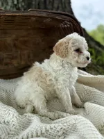 Mila, a female Cavapoo for sale in Seymour, MO – 4 of 5